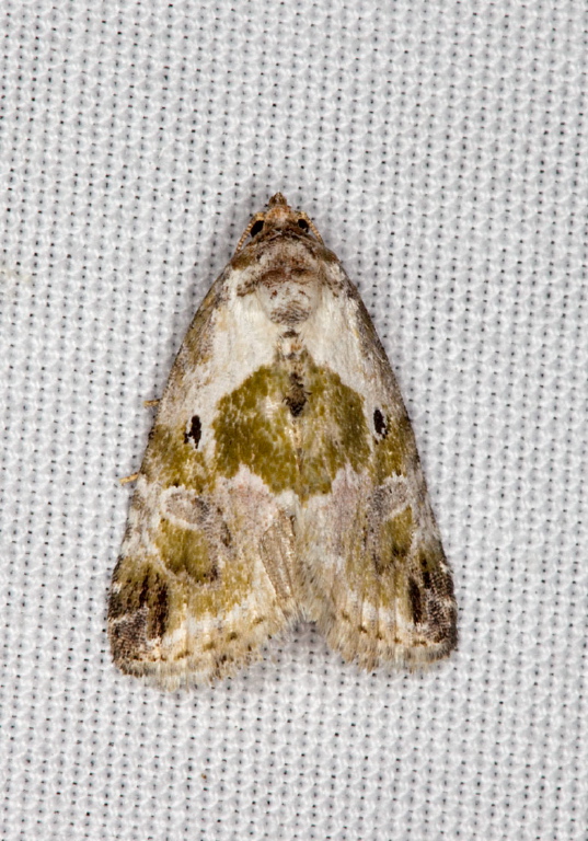 Leuconycta diphtheroides Noctuidae