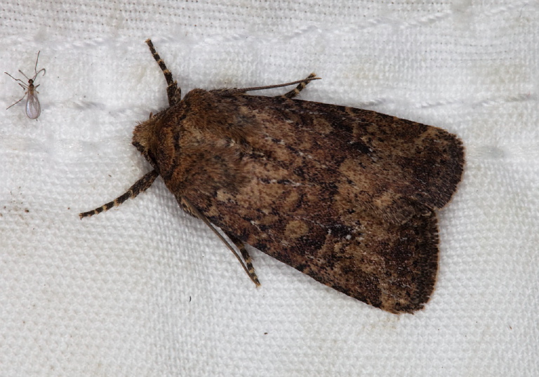 Homorthodes furfurata Noctuidae