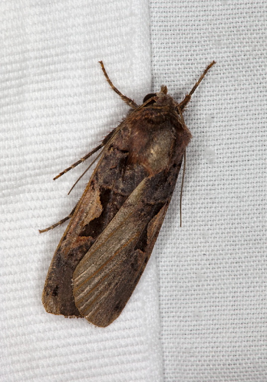 Xestia dolosa Noctuidae