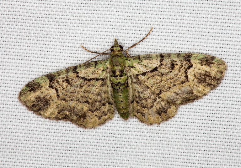 Pasiphila rectangulata Geometridae