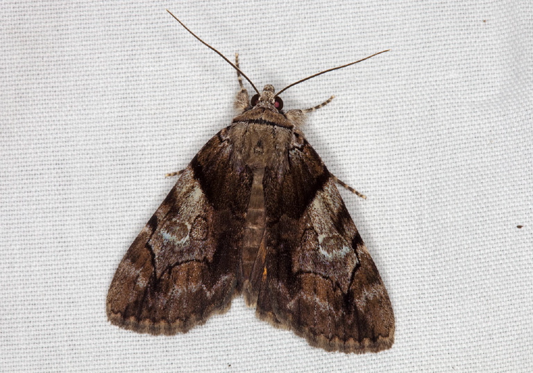 Catocala crataegi Erebidae