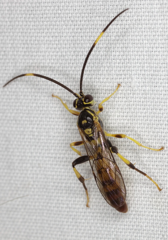 Cratichneumon paratus Ichneumonidae