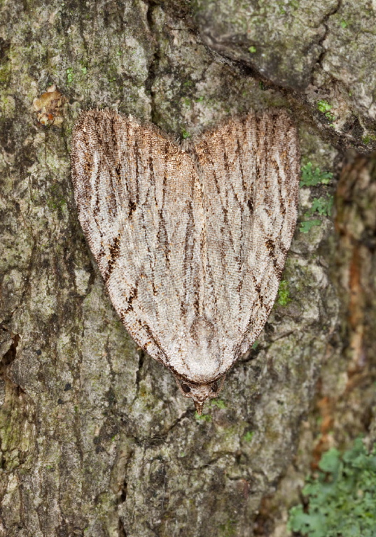 Balsa tristrigella Noctuidae