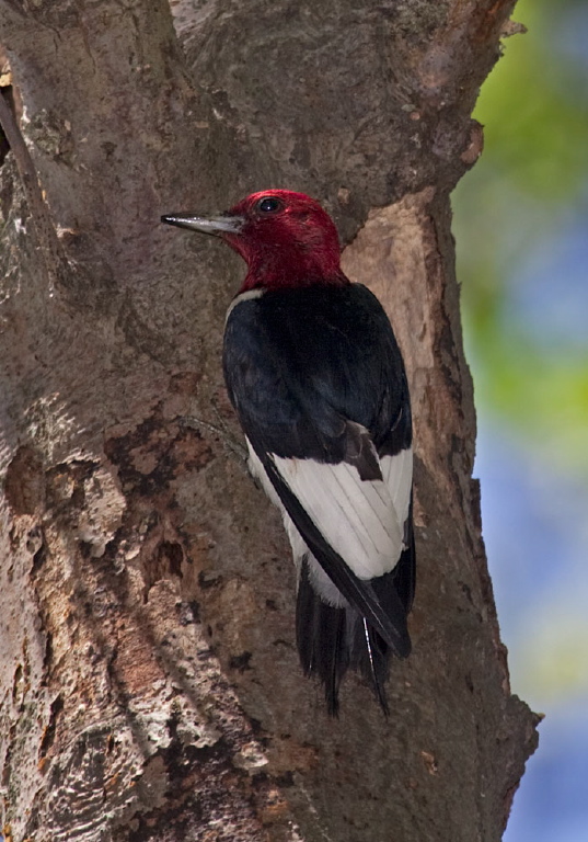 Melanerpes erythrocephalus Picidae