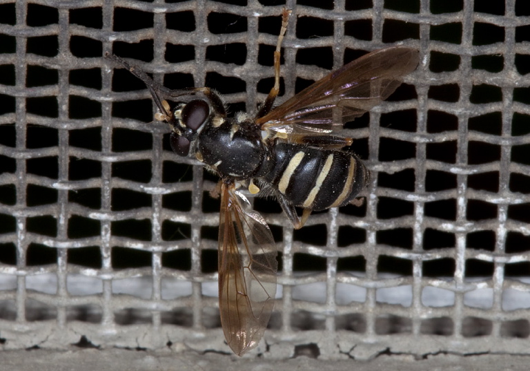 Temnostoma sp. Syrphidae