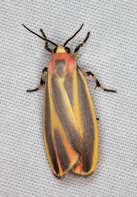 Hypoprepia fucosa Erebidae