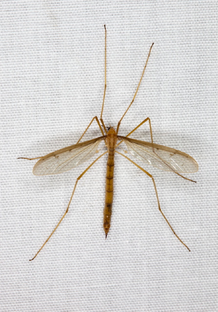 Pedicia (Tricyphona) inconstans Pediciidae