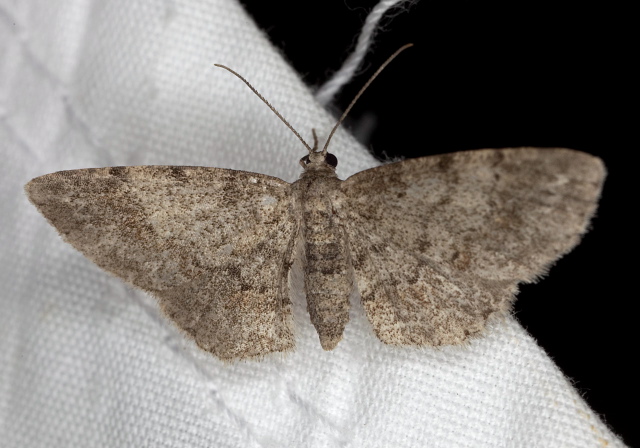   Geometridae