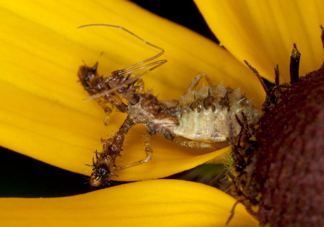 Sinea sp. Reduviidae