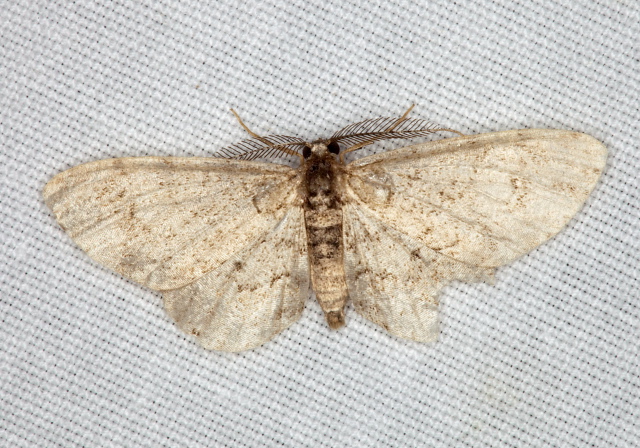   Geometridae