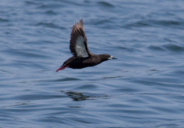 Cepphus grylle Alcidae