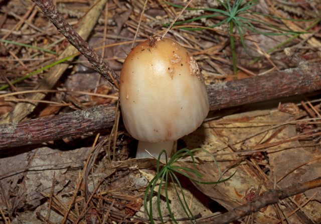   Pluteaceae