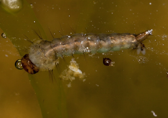   Culicidae
