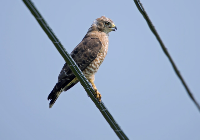 Buteo platypterus Accipitridae