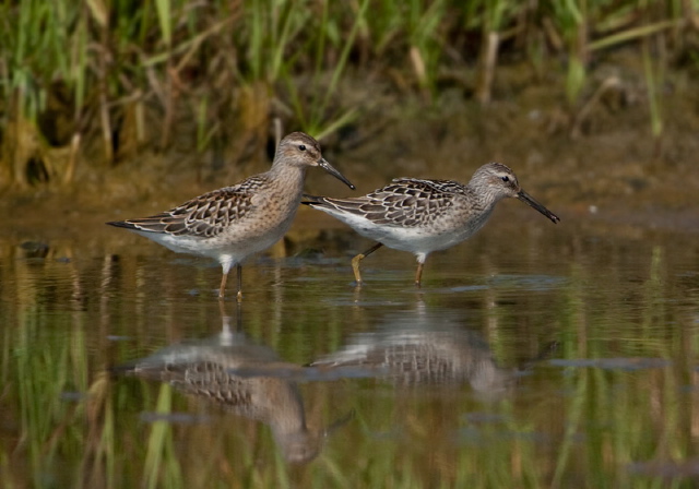 Calidris melanotos? Scolopacidae