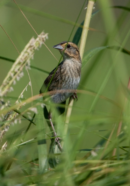 Ammodramus nelsoni Emberizidae