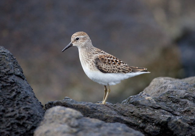 Calidris minutilla Scolopacidae