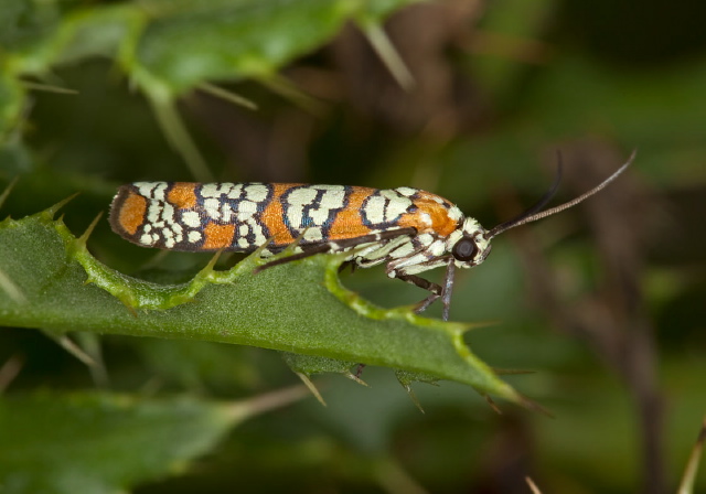 Atteva aurea Yponomeutidae