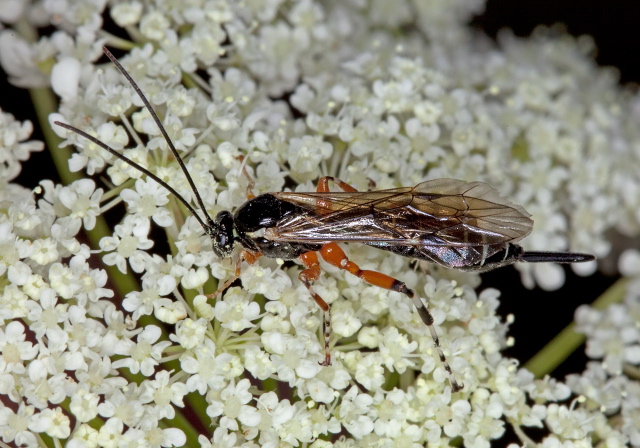 Scambus sp.? Ichneumonidae