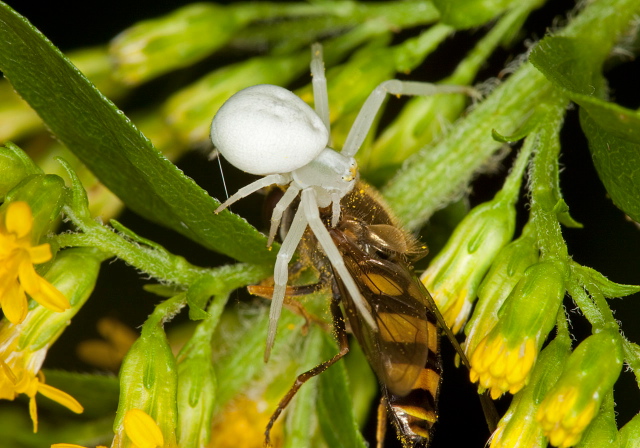 Misumena vatia Thomisidae