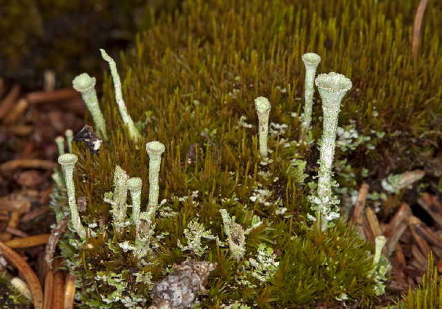 Cladonia sp.? Cladoniaceae