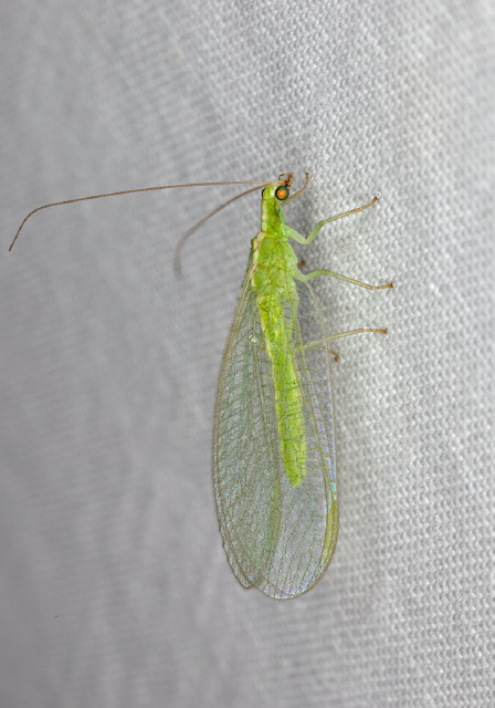 Chrysoperla sp. Chrysopidae