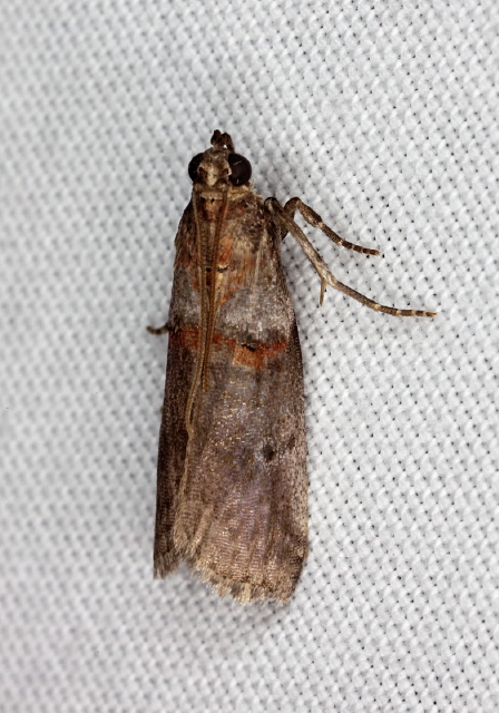 Acrobasis comptoniella Pyralidae