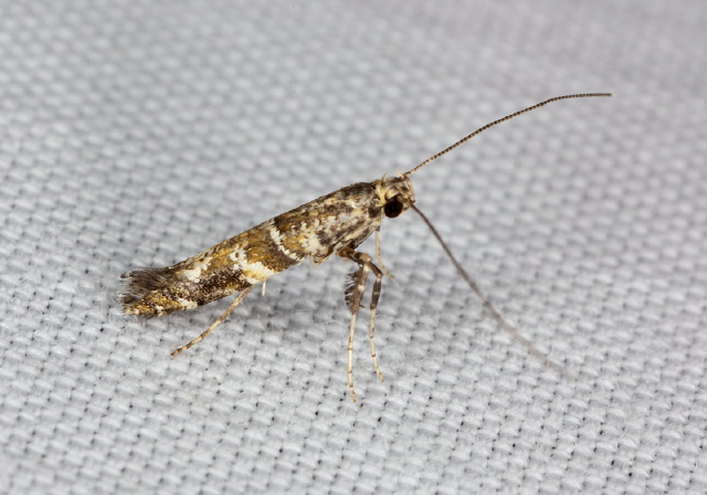 Caloptilia syringella? Gracillariidae