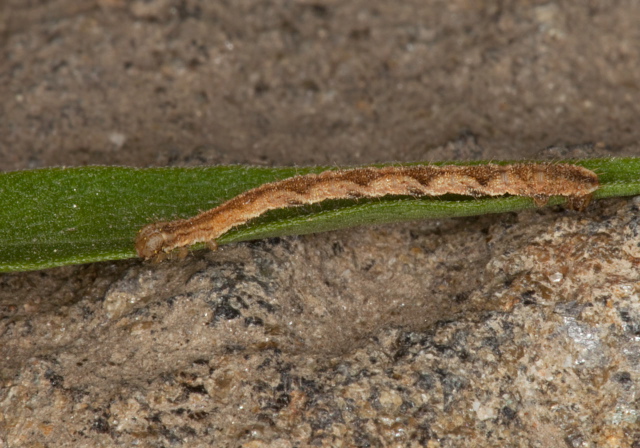 Eupithecia sp. Geometridae