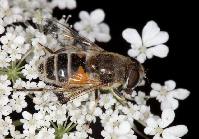 Eristalis arbustorum Syrphidae