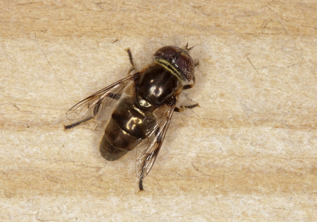 Eristalinus aeneus Syrphidae