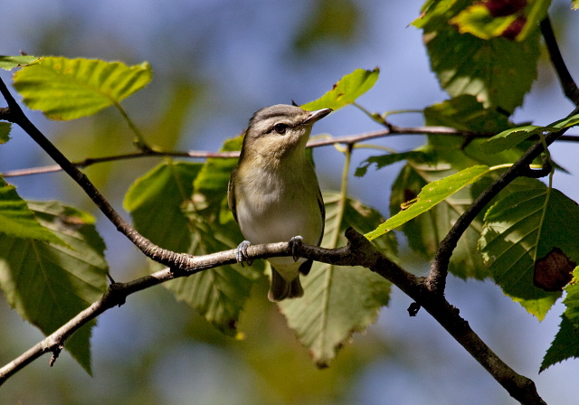 Vireo olivaceus Vireonidae