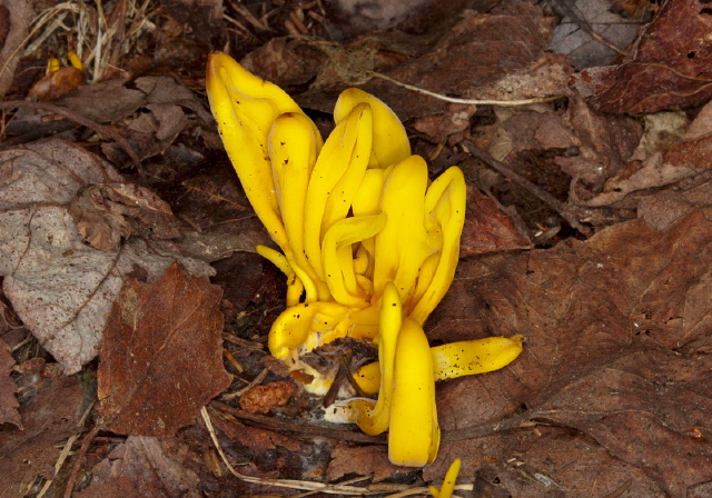 Clavulinopsis fusiformis Clavariaceae