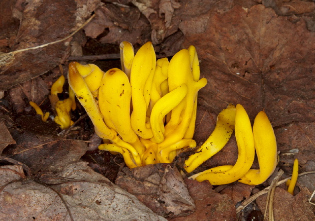 Clavulinopsis fusiformis Clavariaceae