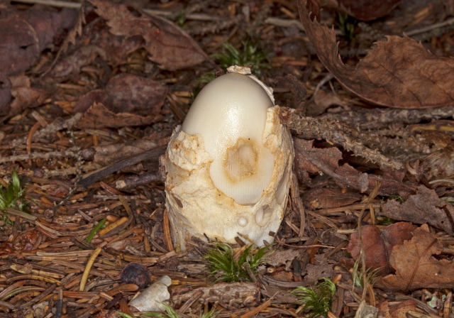 Amanita sp.? Pluteaceae