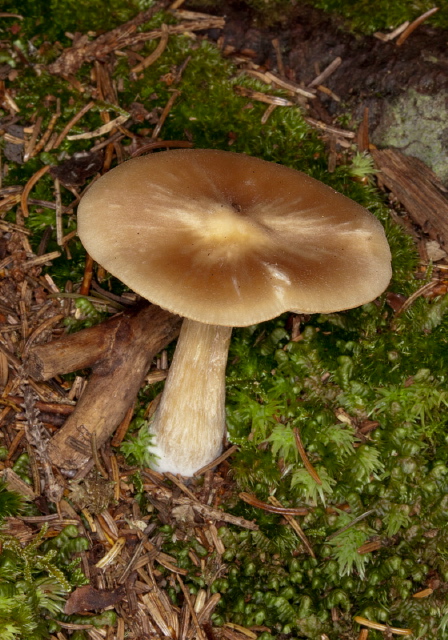 Inocybe sp.? Cortinariaceae