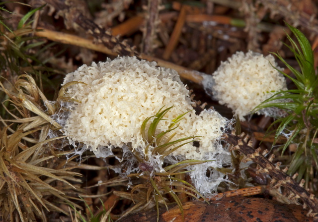 Mucilago crustacea? Didymiidae?