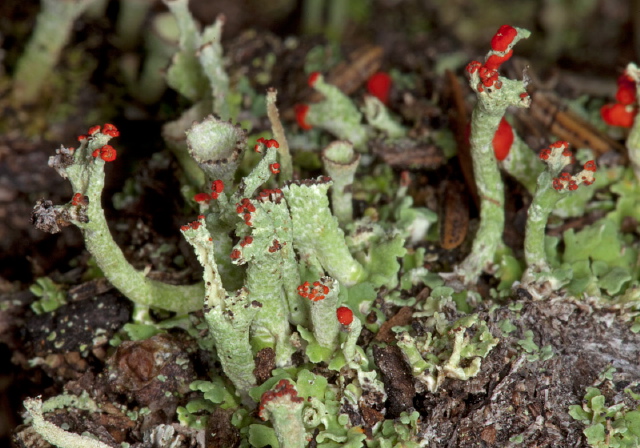 Cladonia sp.? Cladoniaceae