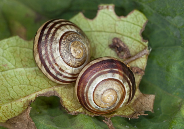 Cepaea hortensis Helicidae