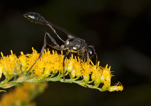 Eremnophila aureonotata Sphecidae