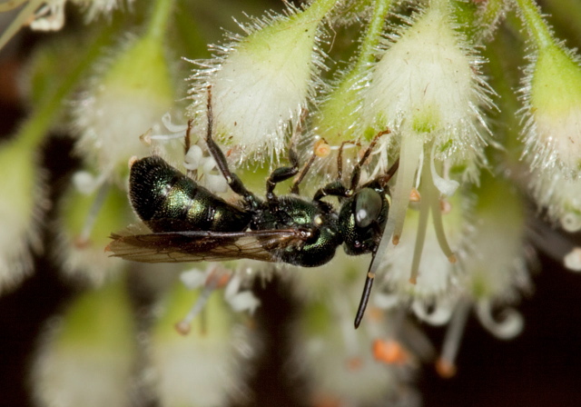 Ceratina calcarata Apidae