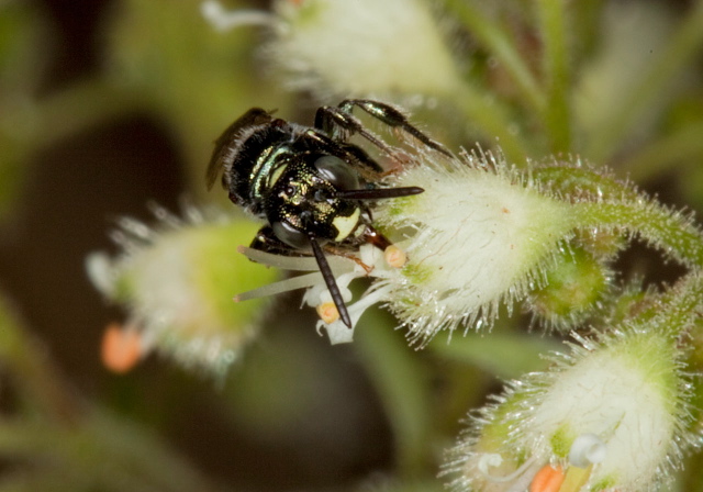 Ceratina calcarata Apidae