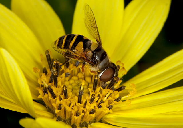 Eristalis transversa Syrphidae