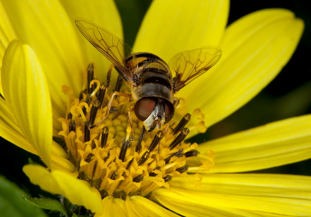 Eristalis transversa Syrphidae