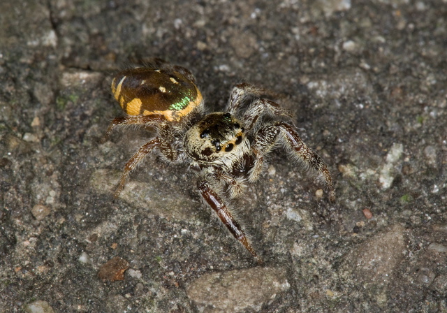 Paraphidippus aurantius Salticidae