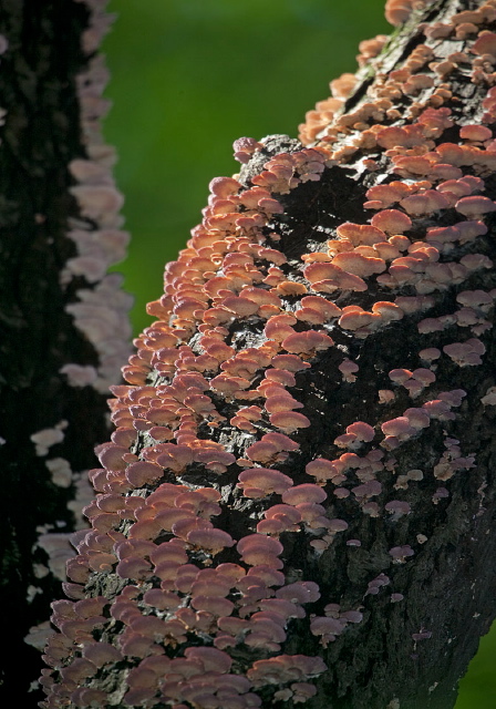   Polyporaceae