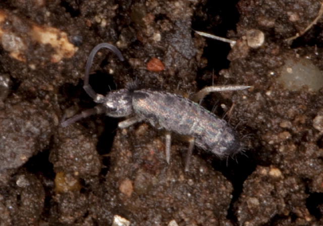 Tomocerus minor? Tomoceridae