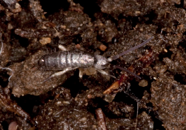 Tomocerus minor? Tomoceridae