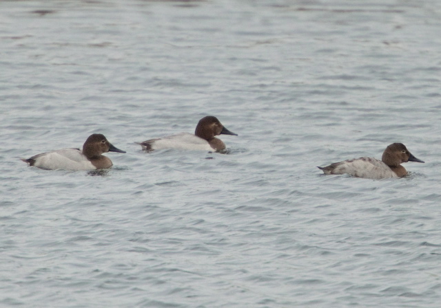 Aythya valisineria Anatidae