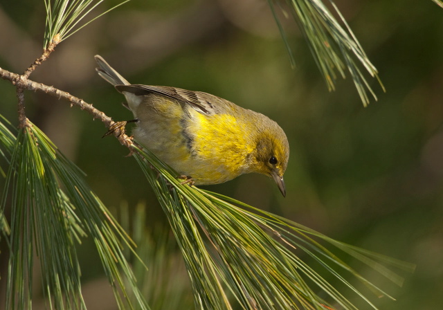 Dendroica palmarum Parulidae